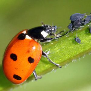 کنترل بیولوژیک