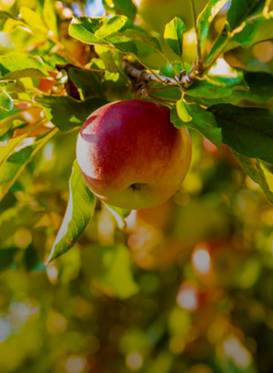 fruit trees