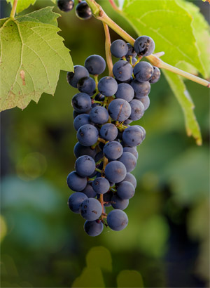 grapes