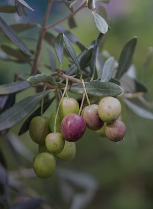 olives