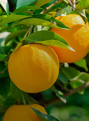 oranges-item