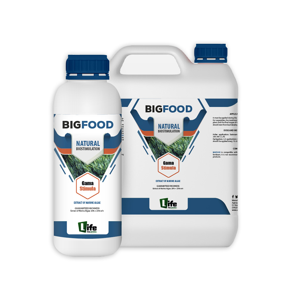 Big-Food-Img